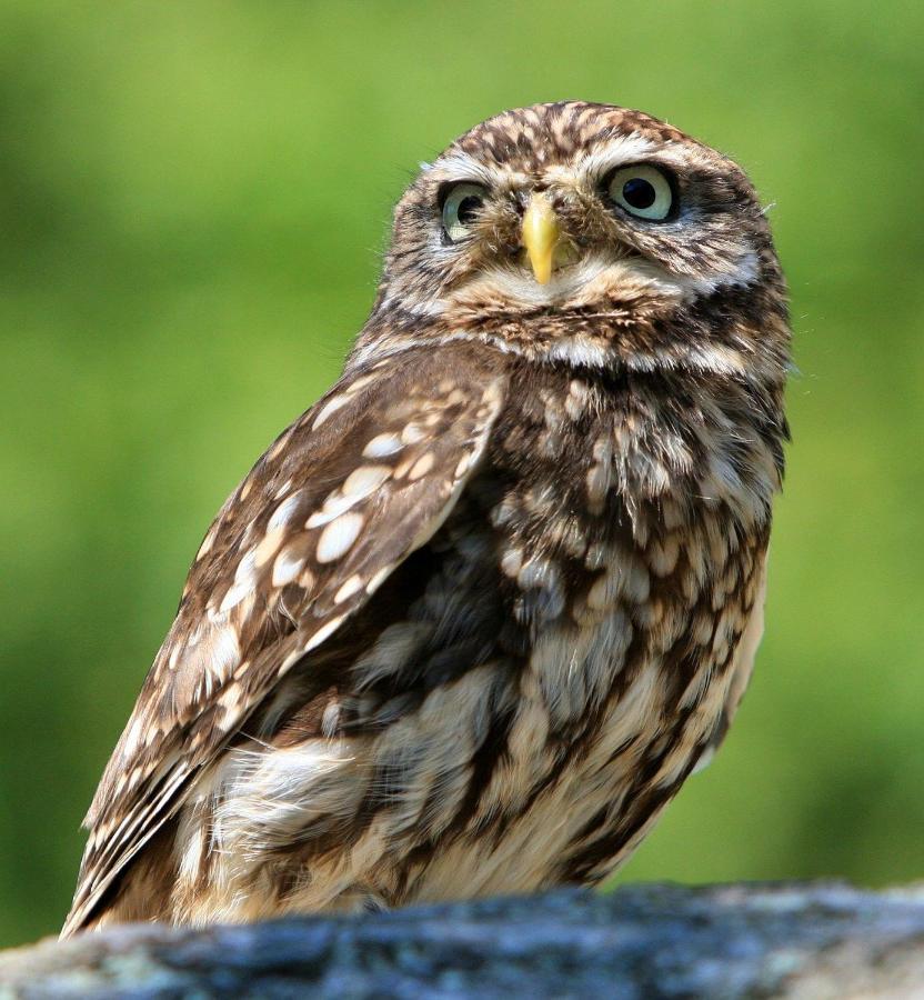 Little Owls Nest Holiday Home Уисбек Экстерьер фото